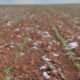 soja-sobe-5%-com-clima-adverso-no-brasil-e-incertezas-globais