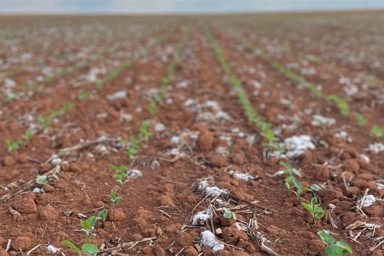 soja-sobe-5%-com-clima-adverso-no-brasil-e-incertezas-globais